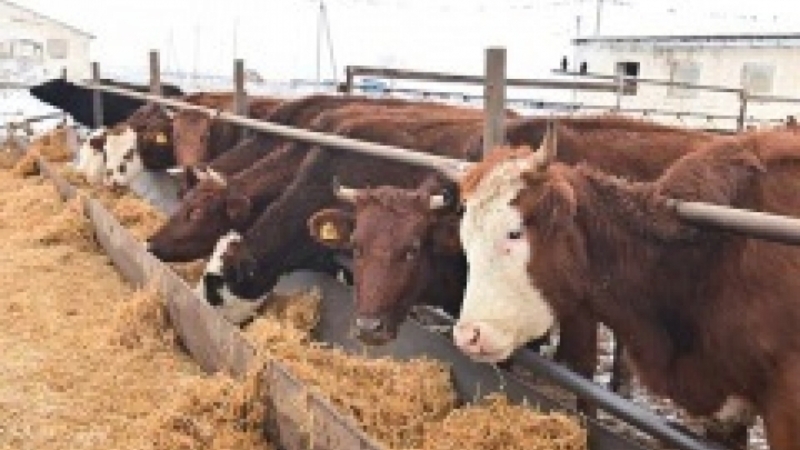 Аграриям Ставрополья возместят часть затрат на приобретённые корма в молочном животноводстве