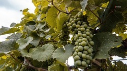 Господдержка помогла нарастить урожайность винограда на Ставрополье