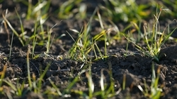 Площадь застрахованных посевов выросла на Ставрополье в четыре раза