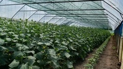 В Андроповском округе благодаря соцконтракту семья построила новую теплицу