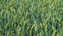 Учёные Ставрополья вывели пять новых сортов кормовых и зерновых культур 