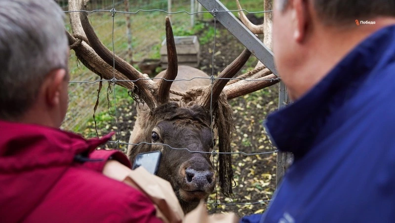 Оленья ферма Андроповского округа привлекает туристов