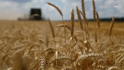 Почти 10% зерновых убрали в Андроповском округе