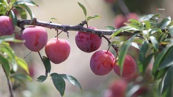 Более 10 тыс. тонн плодово-ягодной продукции собрали на Ставрополье