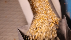 Ставропольские аграрии собрали 493 тыс. тонн кукурузы