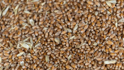 Свыше 2,4 миллиона тонн ставропольского зерна экспортировали в страны ближнего зарубежья