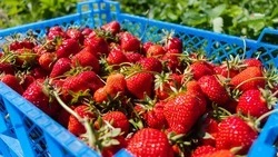Семья из Андроповского округа с помощью соцконтракта расширяет производство клубники