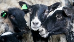 На Ставрополье активно развивают овцеводство и козоводство