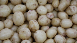 Производство картофеля и овощей на Ставрополье планируют увеличить вдвое